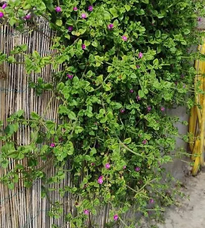 Nyaraló La Casetta In Collina