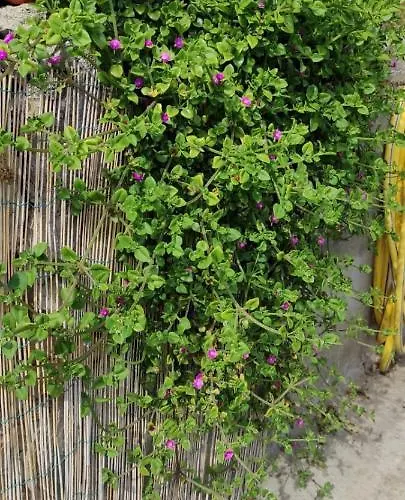 Feriehus La Casetta In Collina